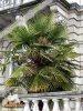 Foto vonTrachycarpus fortunei
(Chinesische Hanfpalme)