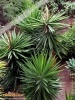 Foto vonYucca guatemalensis
(Riesenpalmlilie)