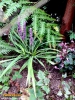 Foto vonLiriope muscari
(Lilientraube)
