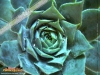 Foto vonSempervivum tectorum
(Dach-Hauswurz)