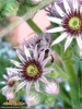 Foto vonSempervivum tectorum
(Dach-Hauswurz)