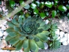 Foto vonSempervivum tectorum
(Dach-Hauswurz)
