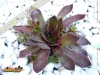 Foto vonSempervivum wulfenii
(Wulfens-Hauswurz)