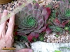 Foto vonSempervivum wulfenii
(Wulfens-Hauswurz)