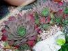 Foto 503 von Sempervivum wulfenii
