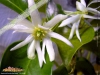 Foto vonIllicium anisatum
(Japanischer Sternanis)