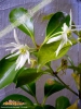 Foto vonIllicium anisatum
(Japanischer Sternanis)