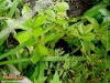 Foto 515 von Illicium anisatum