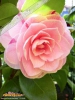 Foto vonCamellia japonica
(Kamelie)