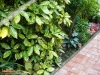 Foto 5 von Aucuba japonica