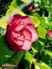 Foto 61 von Camellia japonica