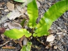 Foto 73 von Asplenium scolopendrium