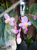 Foto vonBegonia grandis ssp. evansiana
(Japan-Begonie)
