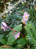 Foto 79 von Begonia grandis </i>ssp.<i> evansiana