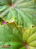 Foto vonBegonia grandis ssp. evansiana
(Japan-Begonie)