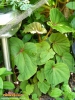 Foto 83 von Begonia grandis </i>ssp.<i> evansiana