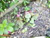 Foto 85 von Begonia grandis </i>ssp.<i> evansiana