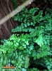 Foto vonAdiantum venustum
(Venushaarfarn)