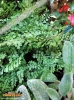 Foto vonAdiantum venustum
(Venushaarfarn)