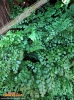 Foto 91 von Adiantum venustum