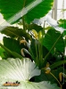 Foto vonAlocasia macrorrhizos
(Riesentaro)