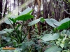 Foto 95 von Alocasia macrorrhizos