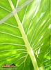 Foto vonAlocasia macrorrhizos
(Riesentaro)